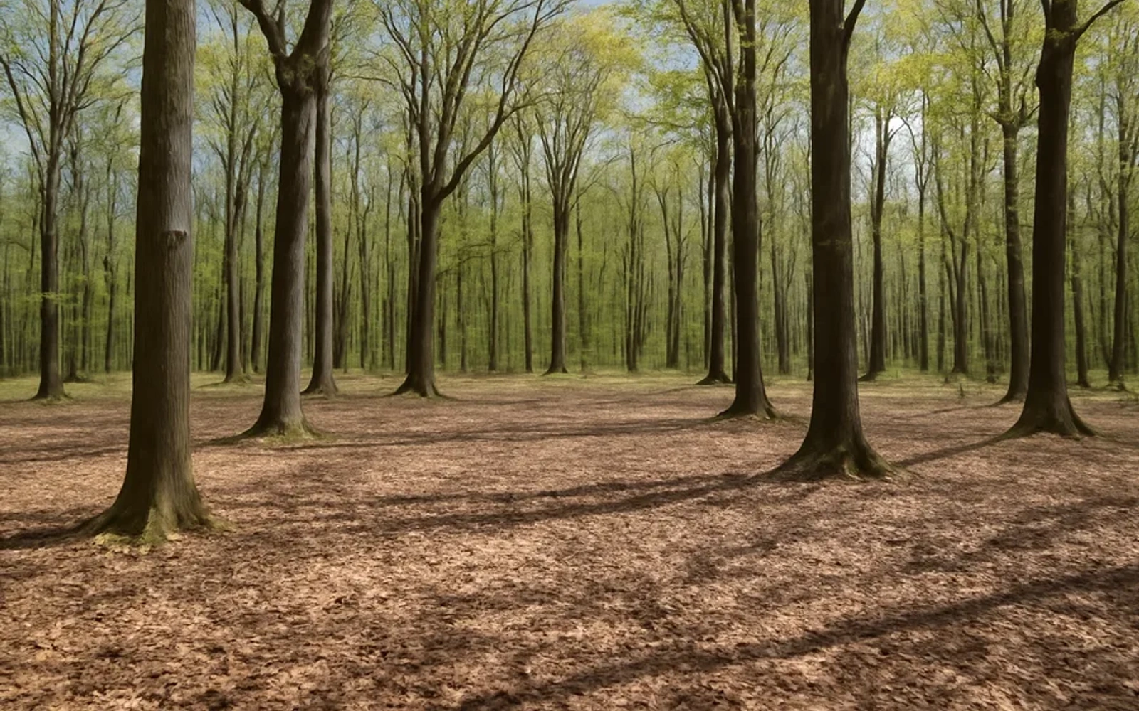 Wooded land in Berlin